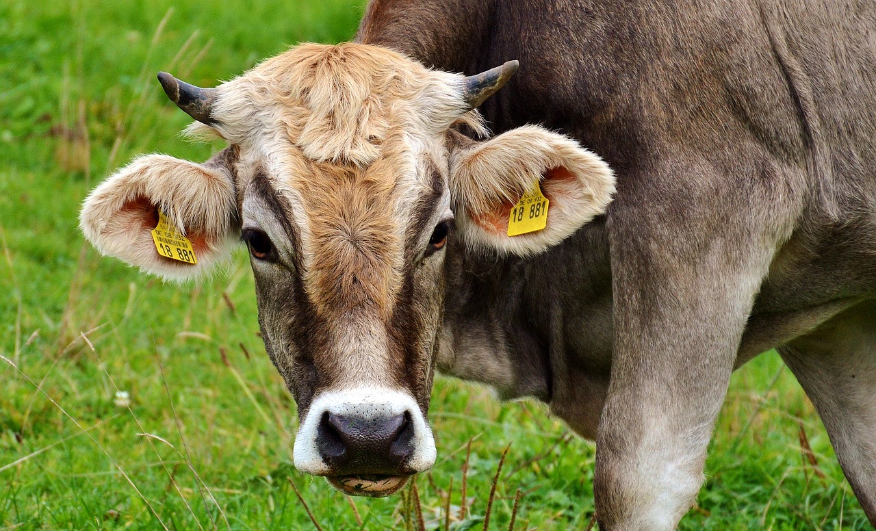 Jakie znaczenie ma kukurydza gnieciona w karmieniu zwierząt hodowlanych?